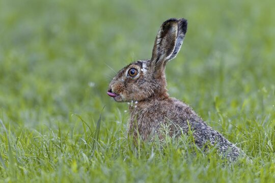 Brown hares (Lepus europaeus) lie motionless on the ground when threatened and only take flight at the last moment, Germany