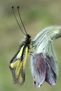 Owlfly (Libelloides coccajus) perched in a flower, Feldthurns, Bolzano-Bozen, Italy