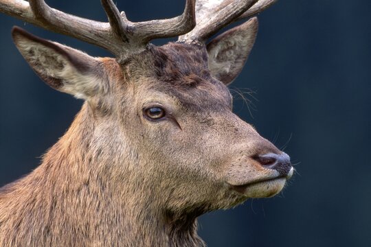 Red Deer (Cervus elaphus), Aurach, Tyrol, Austria, Europe