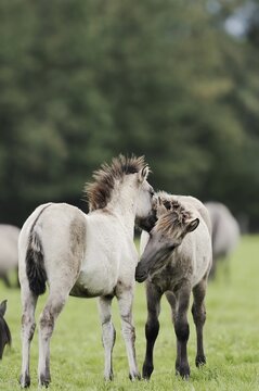 D&uuml;lmener Wildpferde, Merfelder Bruch, D&uuml;lmen, North Rhine-Westphalia, Germany