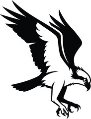 Fototapeta premium Black eagle bird flying with sharp talons