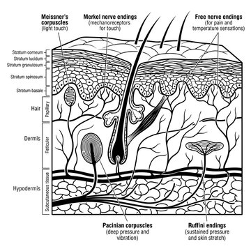 Science sensory organs diagram of human skin and hair growth process