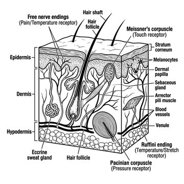 Science sensory organs parts of the skin and hair growth process