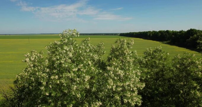 Cinematic aerial tracking shot flying along blooming white acacia trees bordering a vast yellow agricultural field on a bright sunny day
