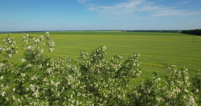 Cinematic aerial drone pull-back shot revealing blooming white acacia trees and a winding river, flying away from a vibrant yellow rapeseed field near Ryazan, Russia