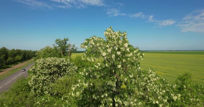 Cinematic aerial drone orbit shot around a blooming white acacia tree overlooking a country road and yellow agricultural field