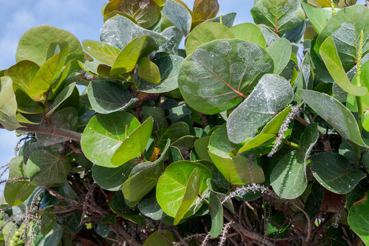 Close-up of sea grape, Coccoloba uvifera, with round, glossy leaves. Photo taken in Santa Cruz de Tenerife, Canary Islands, Spain