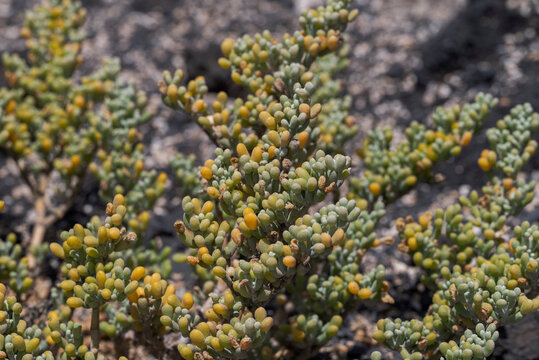 Close-up of Tetraena fontanesii, a species of plant of the family Zygophyllaceae. It is found in Macaronesia and northwest Africa. Photo taken in Tenerife, Spain