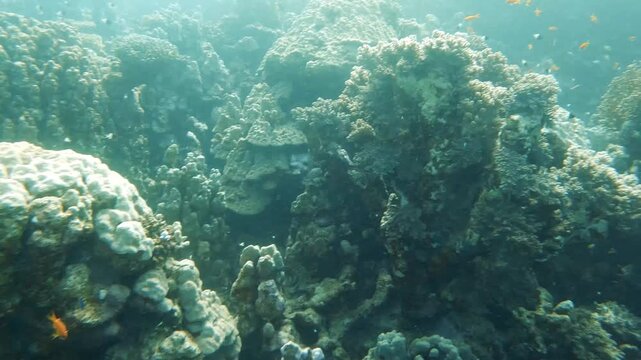 Scuba diver exploring a massive coral reef wall with orange anthias fish in Marsa Alam, Egypt. Professional deep sea diving cinematography.