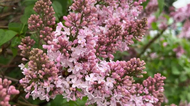 Purple lilac blossoms with a water drops on petals during the rain, close-up. 4K footage