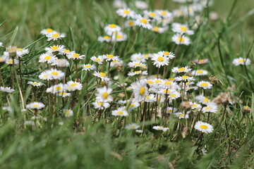 Common Daisy (Bellis perennis) patch, group of daisys, yellow and white flowers on grass © TPS