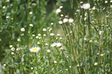 Common Daisy (Bellis perennis) patch, group of daisys, yellow and white flowers on grass © TPS