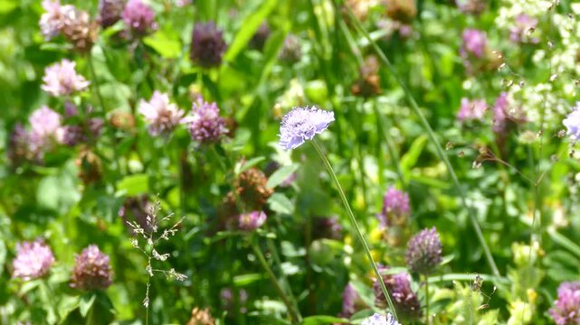 Painted Lady (Vanessa Cardui) Butterfly moving around on a small scabious in Zurich, Switzerland