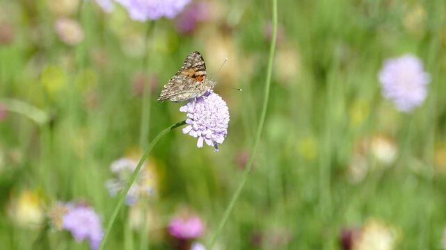 Painted Lady (Vanessa Cardui) Butterfly moving around on a small scabious in Zurich, Switzerland