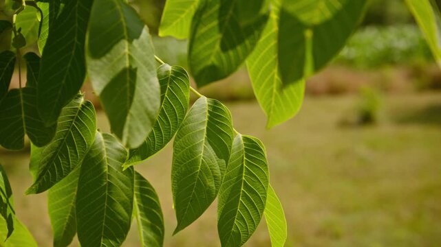 Softly lit green walnut leaves with prominent veins hang from a tree branch, creating a peaceful natural texture and organic pattern, 4K