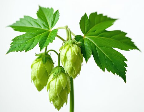 Bright green hop bine with three leafy clusters and visible veins. The plant detail is isolated on a clean white background. This image shows fresh organic nature.