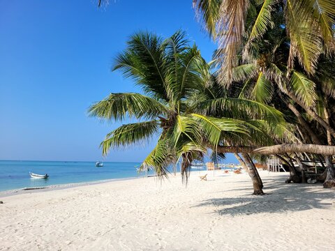 tropical beach with palm trees