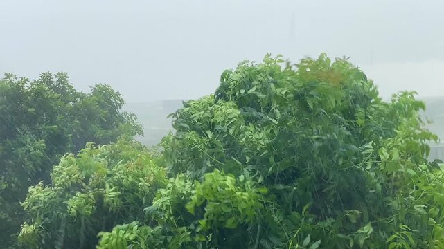 Tree branches swaying in strong storm winds.