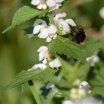 A bumblebee collects nectar from Lamium album flowers. White deadnettle , or dead nettle ( Latin- Lamium album ) is a perennial herbaceous plant, a species of the genus Lamium of the family Lamiaceae