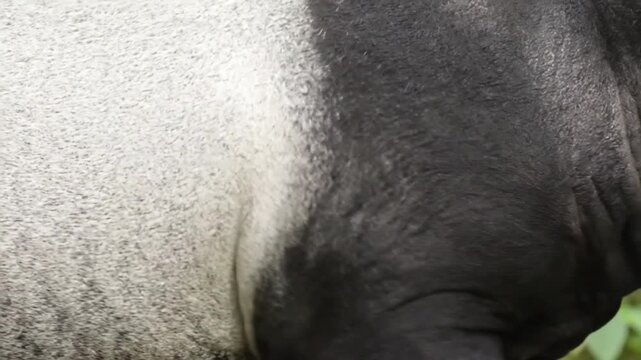 Malayan tapir black and white fur macro texture
