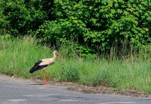 White stork eating a snake on the roadside of a mountain road in the Carpathians, Ukraine