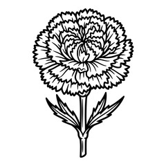 Obraz premium Carnation flower outline drawing, simple botanical illustration, isolated on white background.
