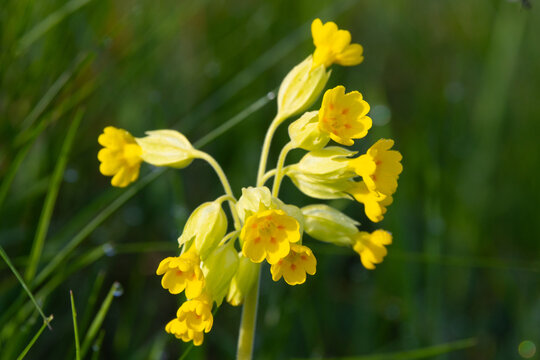 Close up of Cowslips on a sunny spring day, County Durham, England.
