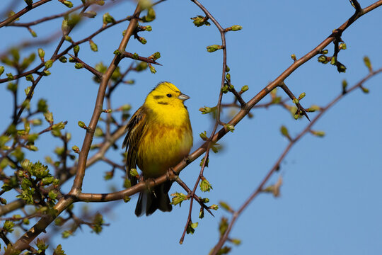 Yellowhammer perched in a tree, County Durham, England, UK.