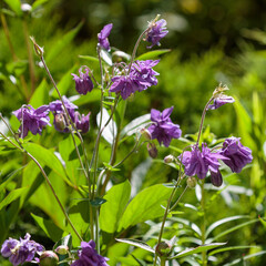 Fototapeta premium Aquilegia ( Latin- Aquilegia ) is a genus of herbaceous perennial plants of the Buttercup family ( Ranunculaceae ). Nature wallpaper