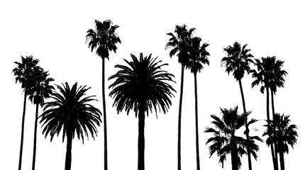 Fototapeta premium Palm tree silhouettes isolated on white background