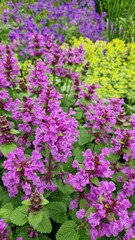 Fototapeta premium Colorful garden bed with flowering plants: pink *Stachys monnieri* 'Hummelo', blue cranesbill geranium, and yellow lady's mantle Alchemilla