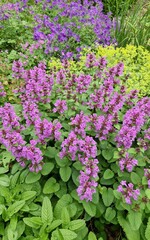 Obraz premium Colorful garden bed with flowering plants: pink *Stachys monnieri* 'Hummelo', blue cranesbill geranium, and yellow lady's mantle Alchemilla