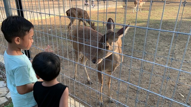 Two children stand beside fenced enclosure, closely observing deer (Rusa timorensis) positioned near wire barrier in outdoor wildlife area