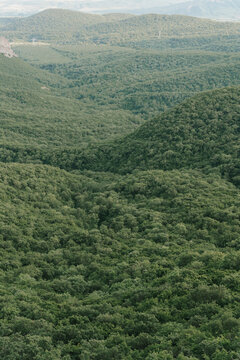 Aerial view of a dense green forest covering rolling hills.