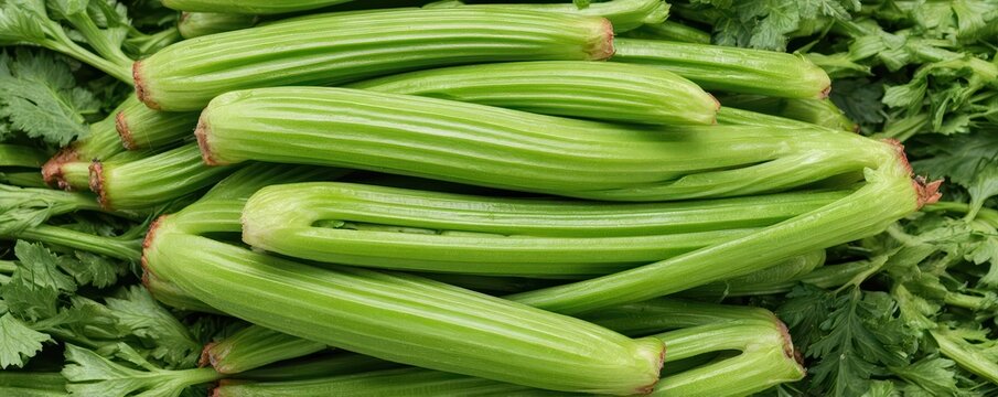 Fresh celery stalks create a vivid, textured green pattern in this panoramic close-up. Detailed ribs and fibers highlight the organic structure of this healthy vegetable.