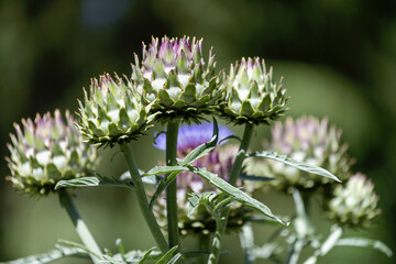 Fleurs d'artichaud © PPJ