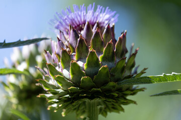 Fleurs d'artichaud © PPJ