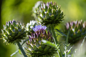 Fleurs d'artichaud © PPJ