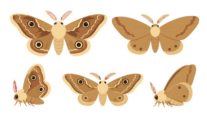 Brown moth insect set with front back and side views © Andrei