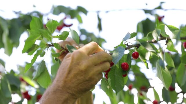 Person harvesting ripe cherries from a cherry tree during harvest season. Ideal for agriculture, organic farming, fresh fruit production, healthy food, and seasonal harvest concepts.
