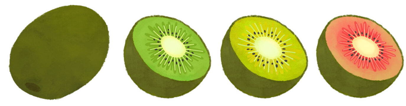 키위 일러스트.png