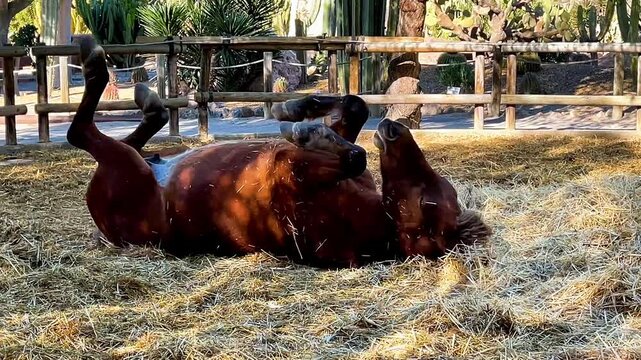 Playful brown horse rolling on its back in hay inside an outdoor paddock