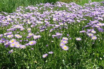 Fototapeta premium Unnumbered violet flowers of Erigeron speciosus in mid June