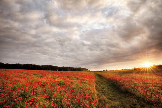 Poppy field landscape at sunrise