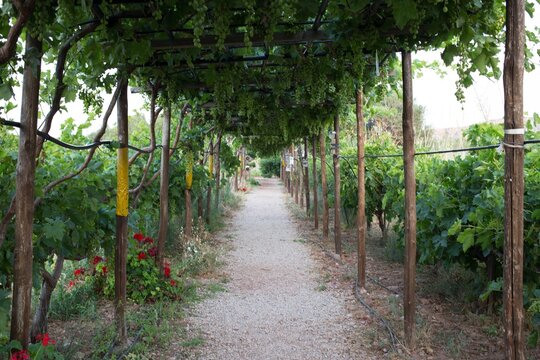Viticulture in Kato Zakros in eastern Crete island, Greece.