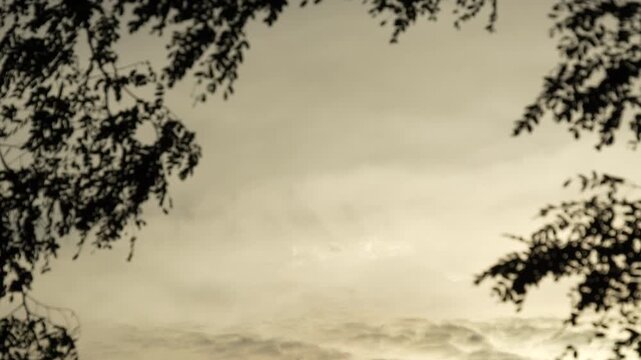 Dark silhouette of dense tree leaves framing a moody overcast sunset sky, branches blowing in the wind during twilight dramatic background.