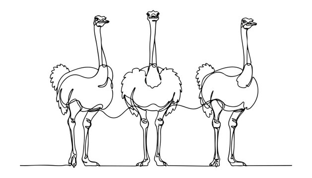 Continuous Simple black line art drawing set of ostrich bird in a minimalist style on a white background.