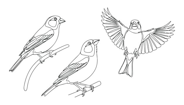 Continuous Simple black line art drawing set of House sparrow bird in a minimalist style on a white background.