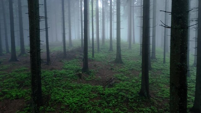 Low Aerial Drone Video Flying Forward Through Misty Spruce Forest with Green Undergrowth in Fog