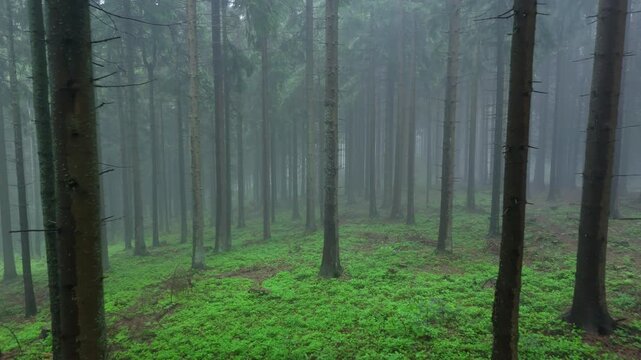 Low Aerial Drone Video Flying Forward Through Misty Spruce Forest with Lush Green Undergrowth